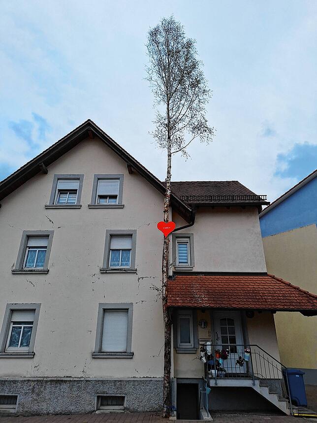 Der Maibaum für die 26-Jährige ist 20 Meter hoch.