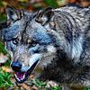 Dieser Wolf ist nicht in den Wäldern unterwegs, sondern in einem Wilpark zu Hause — im Gegensatz zu vielen seiner Artgenossen.
