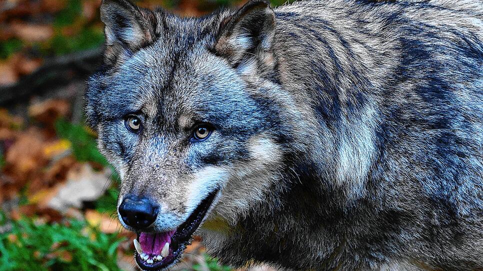Dieser Wolf ist nicht in den Wäldern unterwegs, sondern in einem Wilpark zu Hause — im Gegensatz zu vielen seiner Artgenossen.