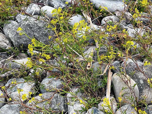 Auch das Barbarakraut oder die Winterkresse findet sich hier. Für die Botaniker und Pflanzensoziologen ist die mythische Pflanze, der ...