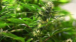 Laut dem aktuellen Gesetz darf ein Erwachsener maximal drei Cannabispflanzen privat für seinen eigenen Konsum anbauen. (Symbolbild). ...