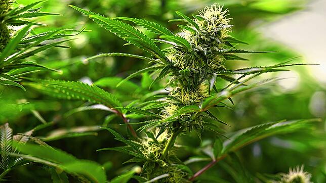 Laut dem aktuellen Gesetz darf ein Erwachsener maximal drei Cannabispflanzen privat für seinen eigenen Konsum anbauen. (Symbolbild). ...