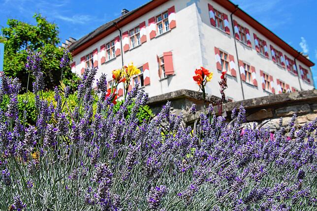 Lavendel wächst vor dem Tiengener Schloss. Die Pflanzen locken viele Bienen und Schmetterlinge an.