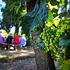 Weit mehr als Wein: Wandertouren rund um den Bodensee.