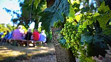Weit mehr als Wein: Wandertouren rund um den Bodensee.