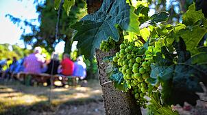 Weit mehr als Wein: Wandertouren rund um den Bodensee.