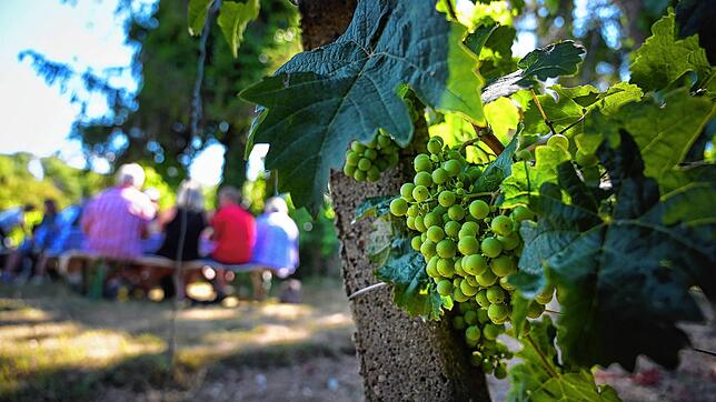 Weit mehr als Wein: Wandertouren rund um den Bodensee.