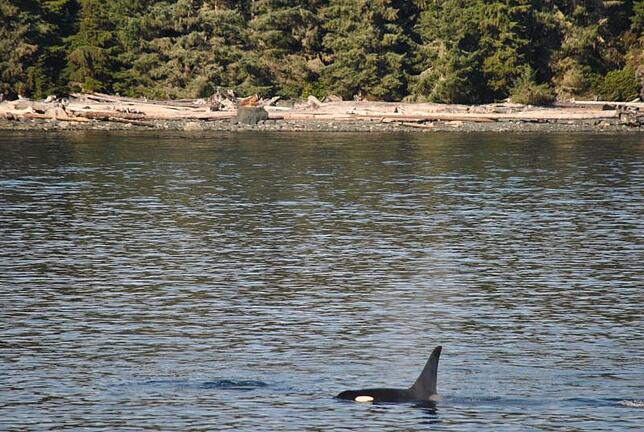 Bild 2: Die schönsten Tierfotos aus Alaska und British Columbia