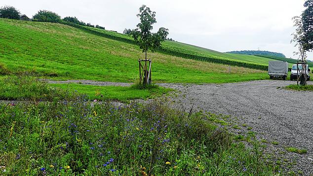 Die gerodeten Flächen des Weinbergs, dahinter die Reben, die Winzermeister Mathias Dilger bewirtschaften wird. Fotos: Christiane Keutner