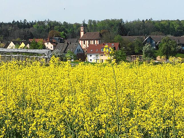 Blick auf die Kirche und den Ortsteil Oberdorf von Dingelsdorf. Da die auffallend gelben Raps-Samenkörner einen hohen Ölanteil haben, ...