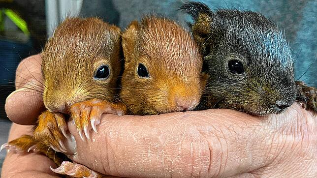 „Kleine Eichhörnchen sind zuckersüß – doch sie gehören in fachkundige Hände“, sagt Iris Kubik, die sich das erforderliche Wissen für die ...
