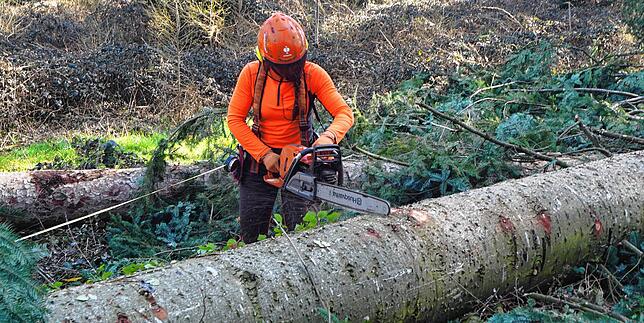 Der gefällte Baumstamm wird auf eine Länge von 6,5 Meter gesägt, diese wurde zuvor mit dem gelben Maßband abgemessen.