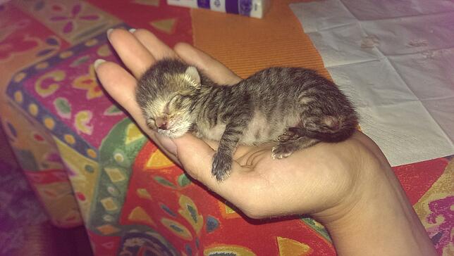 Nur einen Tag alt: Diese Baby-Katze war das jüngste Tier, dass Kerstin Riebesehl bei einem ihrer zahlreichen Einsätze für den ...