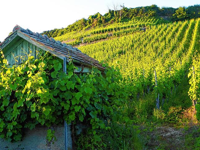 Relativ naturbelassener Weinberg um Ihringen. Es geht auch ohne Glyphosat.