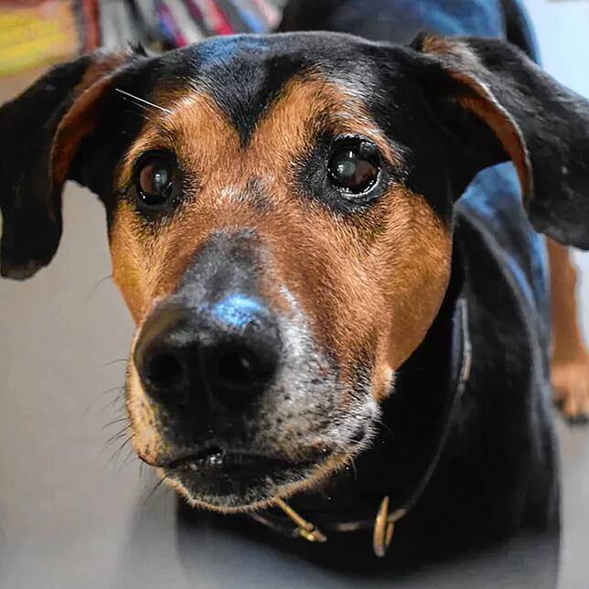 Spike ist ein männlicher Dobermann-Mix. Er ist kastriert und etwa im Dezember 2007 geboren. Gesucht werden eine Einzelperson oder ein ...