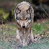 Naturschützter freut es, Schafhirten sind in Sorge: In vielen Regionen Deutschlands hat sich wieder der Wolf angesiedelt.
