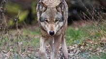 Naturschützter freut es, Schafhirten sind in Sorge: In vielen Regionen Deutschlands hat sich wieder der Wolf angesiedelt.