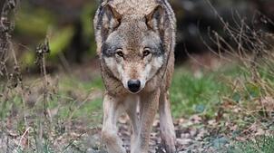 Naturschützter freut es, Schafhirten sind in Sorge: In vielen Regionen Deutschlands hat sich wieder der Wolf angesiedelt.