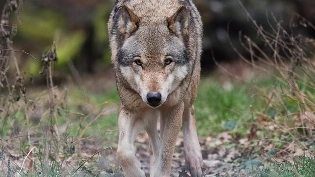 Naturschützter freut es, Schafhirten sind in Sorge: In vielen Regionen Deutschlands hat sich wieder der Wolf angesiedelt.