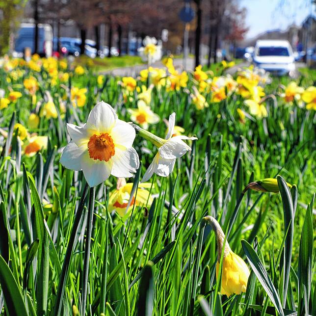 Bild 7: Zwischen Betonwüste und Blütenmeer &ndash; Wo finden Konstanzer eigentlich den Frühling in der Stadt?