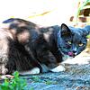 Eine Freigängerkatze in einem Garten (Symbolbild) Forscher aus Radolfzell wollen künftig verhindern, dass die Tiere Vögel und andere ...