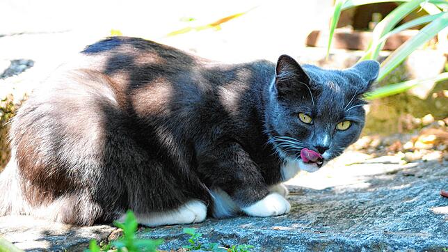 Eine Freigängerkatze in einem Garten (Symbolbild) Forscher aus Radolfzell wollen künftig verhindern, dass die Tiere Vögel und andere ...