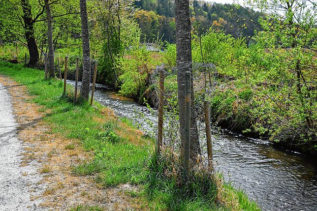 Drahthosen sollen Bäume an der Stockacher Aach im Osterholz gegen Biber schützen.