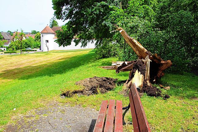 Vom Sturm gefällt wurde am Mittwoch dieser Baum im Meßkircher Hofgarten.