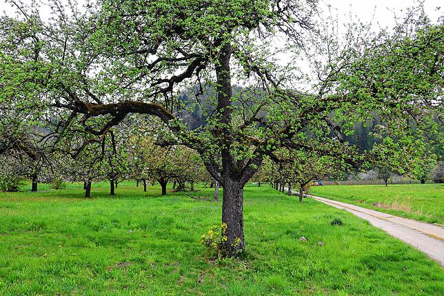 Bild 9: Streit um das Freiwiesle: So sieht die Streuobstwiese aktuell aus