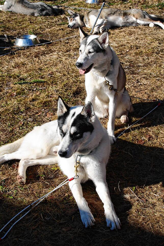 Bild 7: Die Bilder vom Huskywochenende in Todtmoos