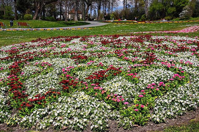 Bild 5: So kunstvoll blüht es in den Beeten: Ein Rundgang durch den Stockacher Stadtgarten