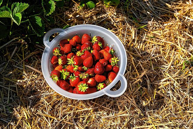 Bild 21: Sommerzeit ist Erdbeerzeit