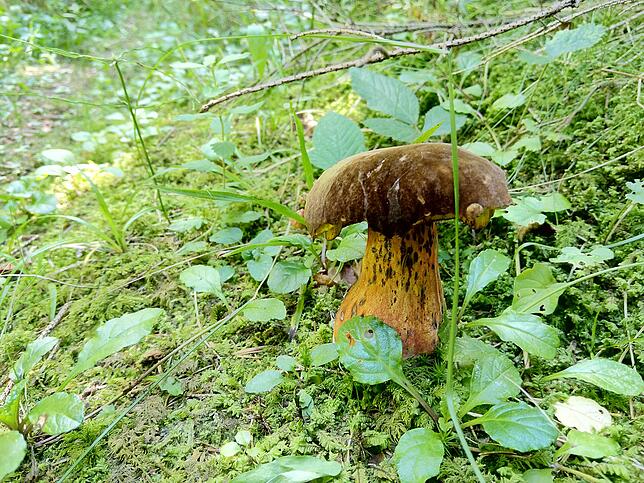 Der Flockenstielige Hexen-Röhrling.