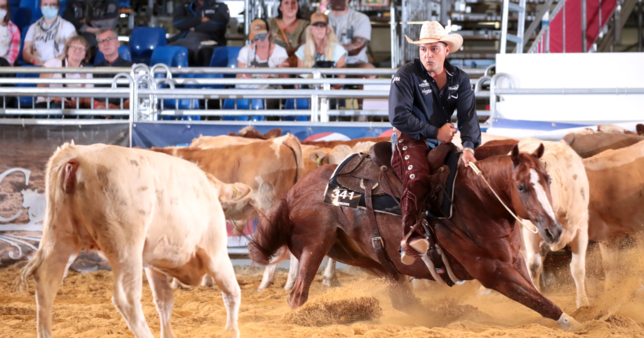 Action beim Westernreiten: Beim sogenannten Bridleless Cutting sind die Reiter ohne Zaumzeug zugange. Die erste Americana fand großen ...