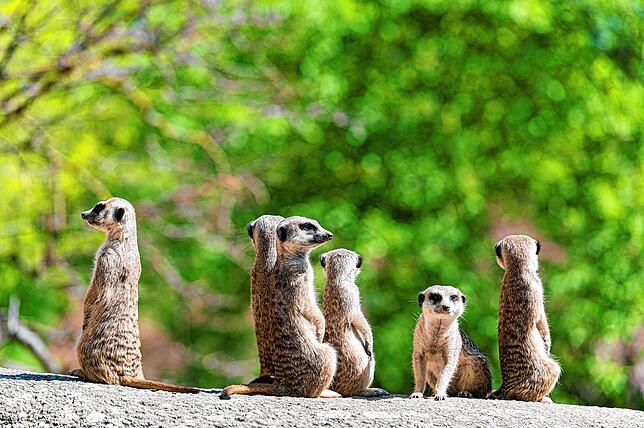 Für sie war der Anblick der Zoobesucher neu: Die jungen Erdmännchen im Basler Zoo.