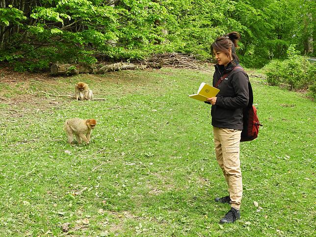 Master-Studentin Zoe Schultz aus England beim Beobachten der Berberaffen auf dem Affenberg Salem.
