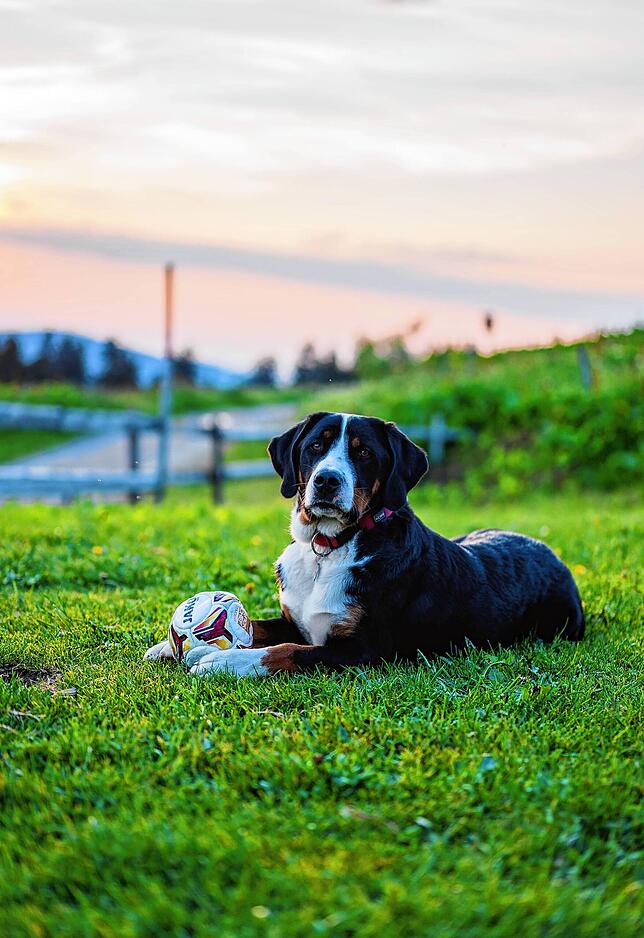 Auch der mit auf der Hütte lebende Hund „Ranger“ fühlt sich am Feldberg rundum wohl.