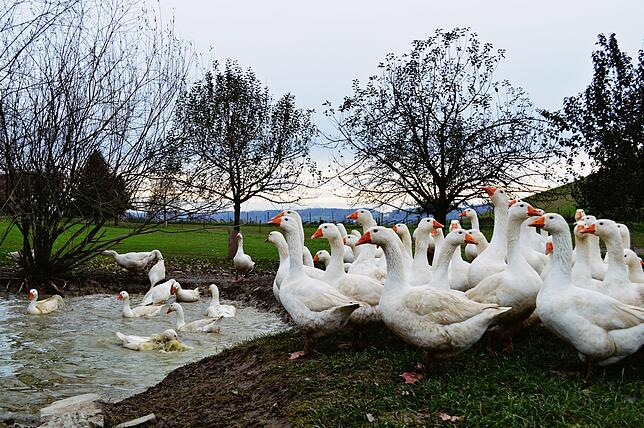 Gänse sind Wasservögel und verbringen ihre Zeit gerne beim Planschen im Teich. Eine Rangordnung gibt es beim Baden nicht, jede Gans darf ...