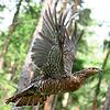 Ein Auerhuhnweibchen fliegt durch den Wald. Das Auerhuhn gilt allerdings nicht als guter Flieger und hält sich vorwiegend am Boden auf.