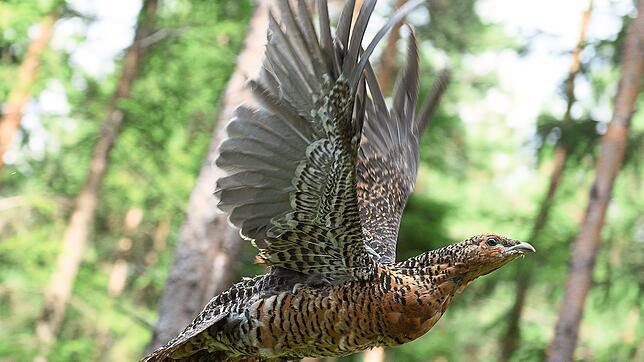 Ein Auerhuhnweibchen fliegt durch den Wald. Das Auerhuhn gilt allerdings nicht als guter Flieger und hält sich vorwiegend am Boden auf.