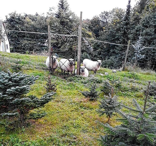 Sie ersparen den Einsatz von Herbiziden: Shropshire-Schafe halten zwischen den Tannenbäumchen das Gras kurz.