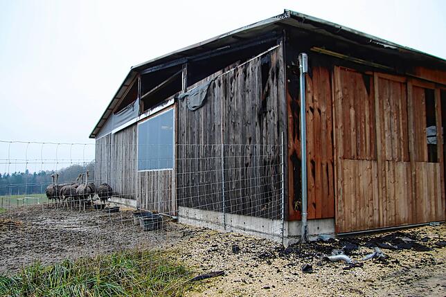 Der Stall der Straußenfarm am Morgen nach dem Brand.