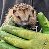 Igel Manni, der von einer Familie in Tuningen aufgepäppelt worden ist und wieder seine Freiheit genießt. Foto: Bürker