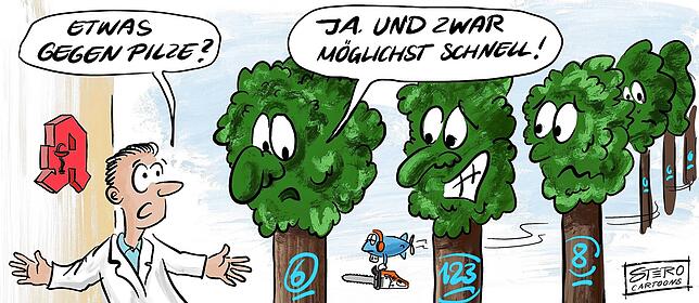 Hoher Krankenstand im Riedlewald: Für rund 180 Bäume kommt jede Hilfe zu spät. Weil Pilze ihnen so zugesetzt haben, dass sie nicht mehr ...