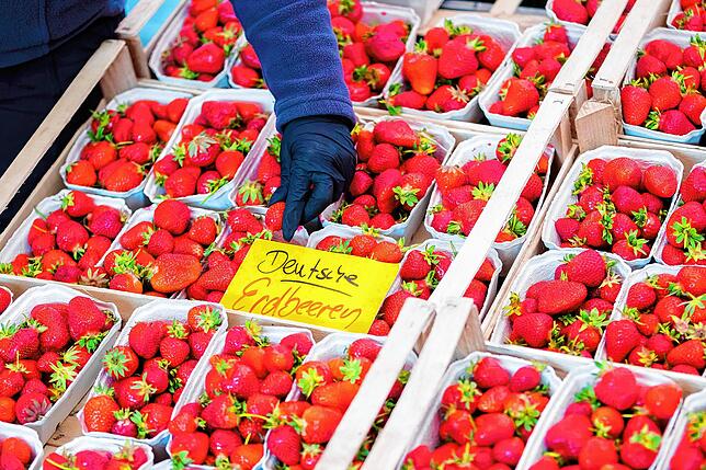 Deutsche Erdbeeren werden auf dem Wochenmarkt angeboten. Die Ware der regionalen Erzeuger steht in Konkurrenz zu den billigen Beeren aus ...