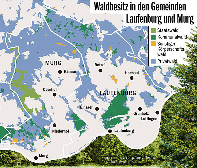 Bild 2: Käferholz aus dem Allmendwald wird nach China verkauft