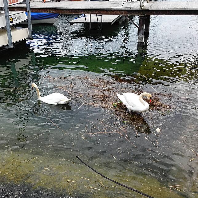 Ihr Nest ist abgerutscht und untergegangen. Die Eier schwimmen im kalten Wasser. Das Schwanenpaar an der Seestraße hat sich in diesem ...