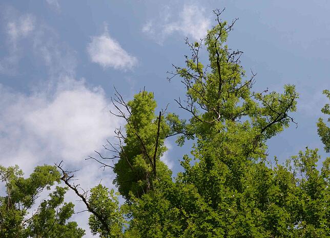 Hier leidet die Vegetation.