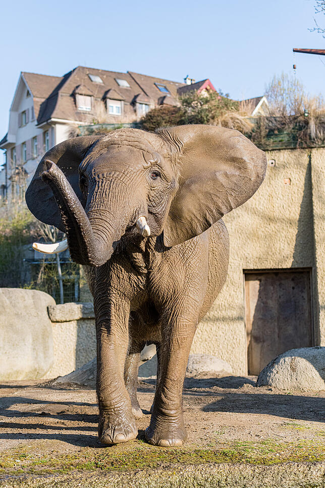 Imposante Dickhäuter: Afrikanische Elefanten (Bild) kann man in der Region im Basler Zolli bestaunen. Asiatische Elefanten gibt es ...