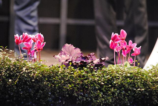 Ein Hauch von Frühling: Blumendeko auf der Bühne in der Tiengener Stadthalle.